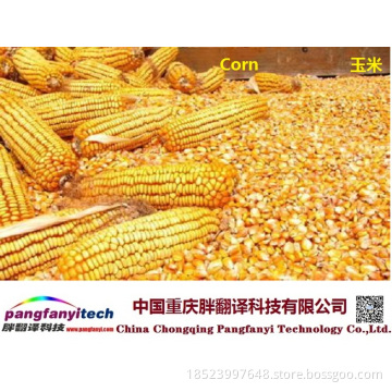 Natural Tasty Healthy Self-produced Corn